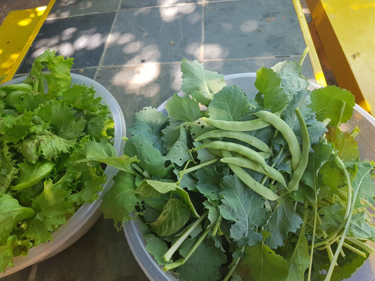 Our Garden (10)