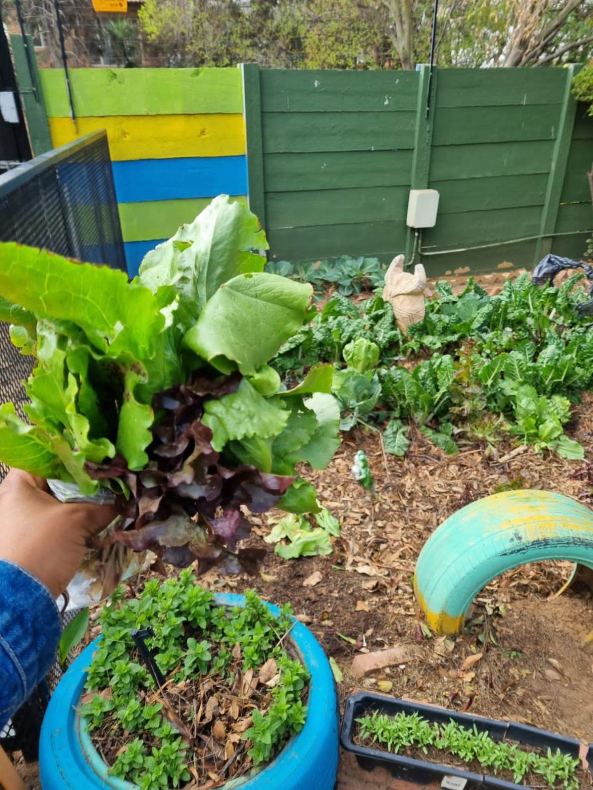 Our Garden (2)