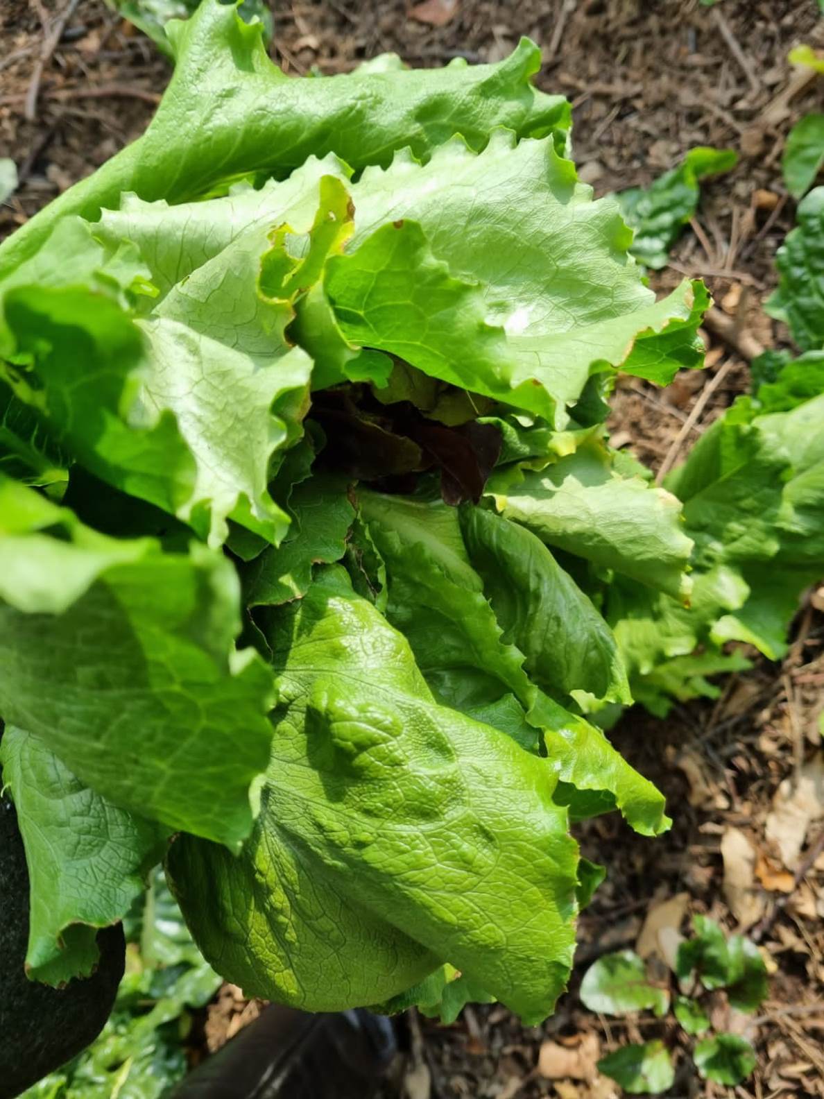 Our Garden (5)