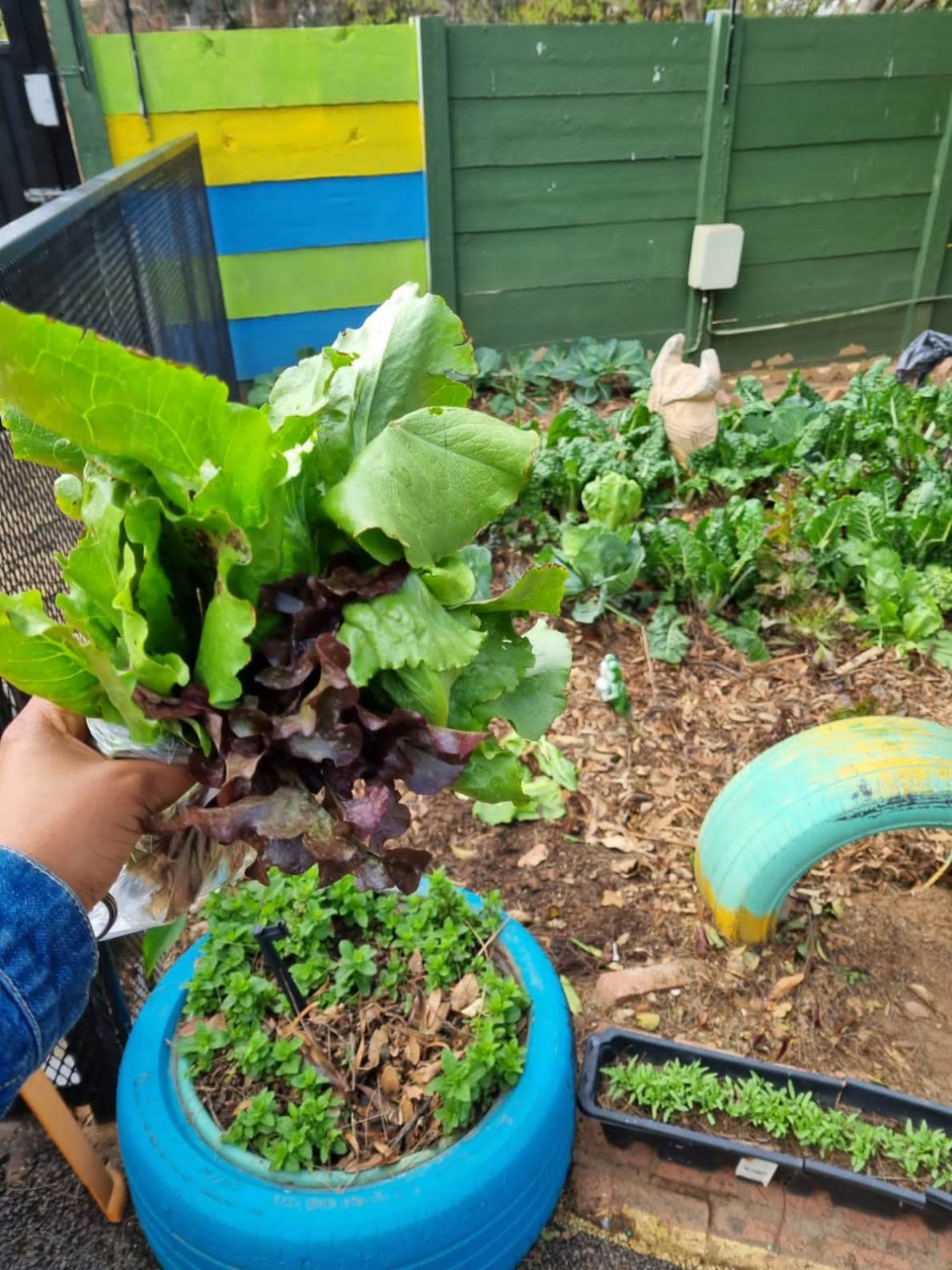 Our Garden (6)