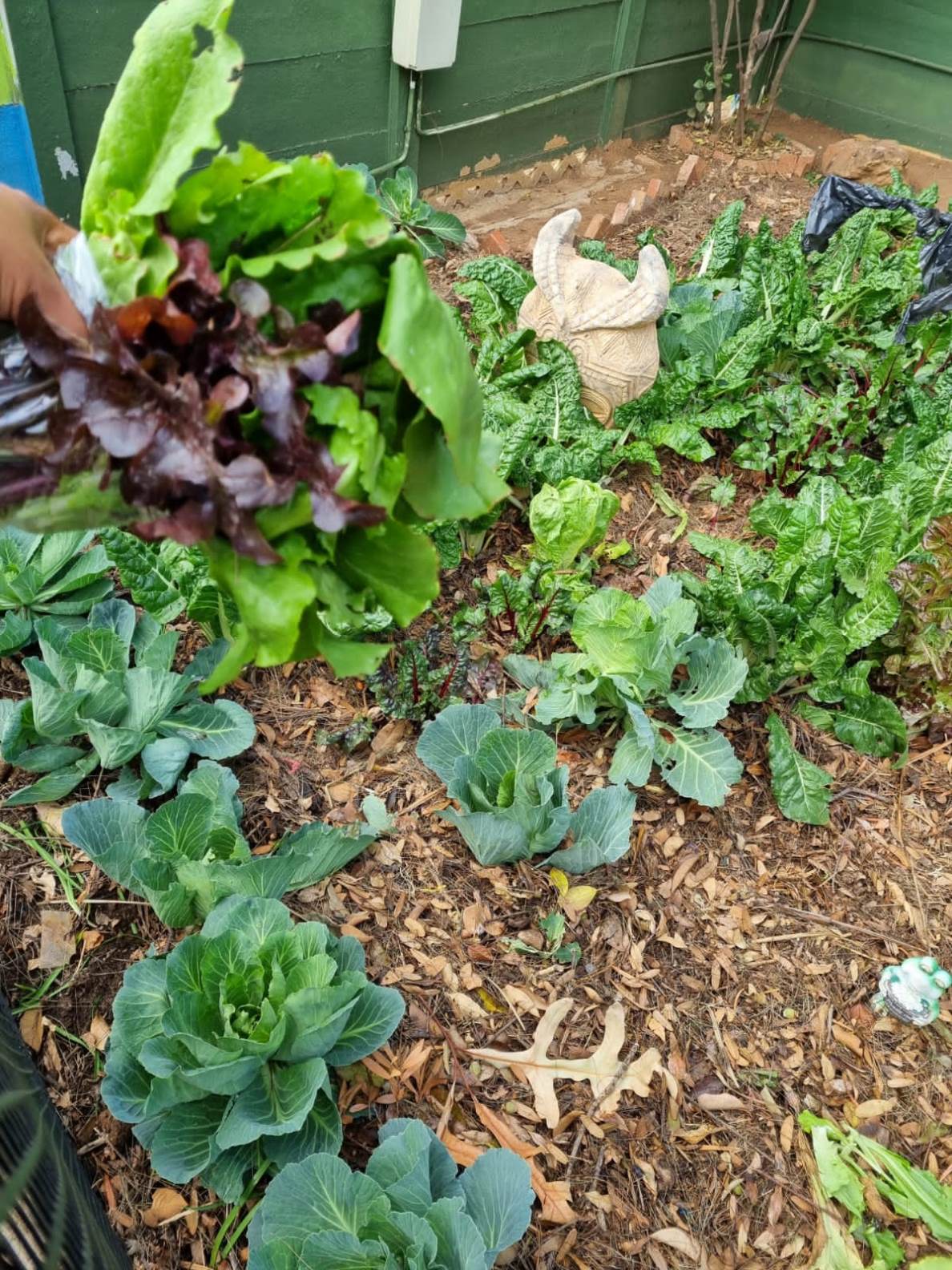 Our Garden (9)